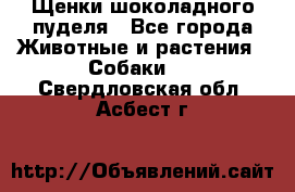 Щенки шоколадного пуделя - Все города Животные и растения » Собаки   . Свердловская обл.,Асбест г.